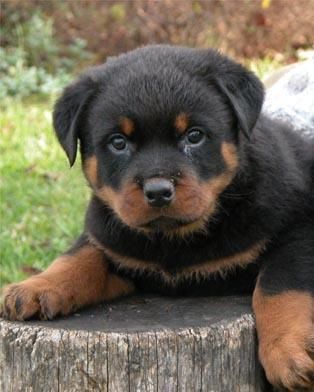 rottweiler.jpg